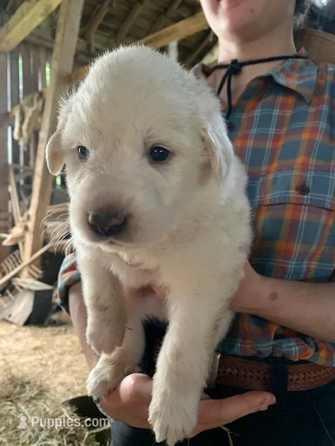 Willow – Great Pyrenees puppy for sale in Bruceton Mills, WV