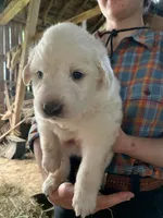 Willow, a female Great Pyrenees for sale in Bruceton Mills, WV – 1 of 1