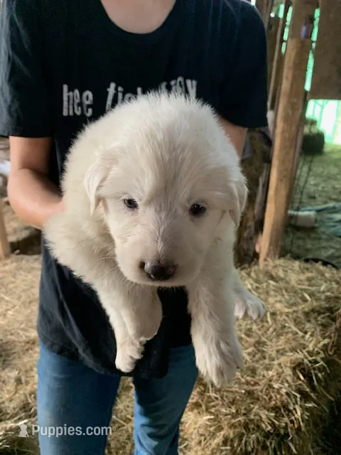 Aspen – Great Pyrenees puppy for sale in Bruceton Mills, WV