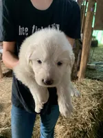 Aspen, a female Great Pyrenees for sale in Bruceton Mills, WV – 1 of 1