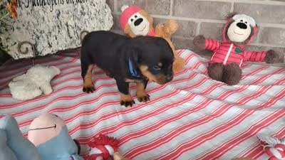 Bubby, a male Rottweiler for sale in Spencerville, IN – 7 of 7