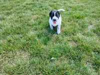 Omery , a male Australian Cattle Dog and German Shorthaired Pointer for sale in Spencerville, IN – 2 of 10