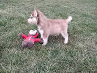 Remy , a male Siberian Husky for sale in Spencerville, IN – 2 of 9