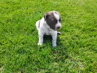 Oakly , a female Australian Cattle Dog and German Shorthaired Pointer for sale in Spencerville, IN – 9 of 10
