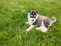 Avery , a female Siberian Husky for sale in Spencerville, IN – 3 of 6