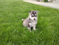 Avery , a female Siberian Husky for sale in Spencerville, IN – 2 of 6