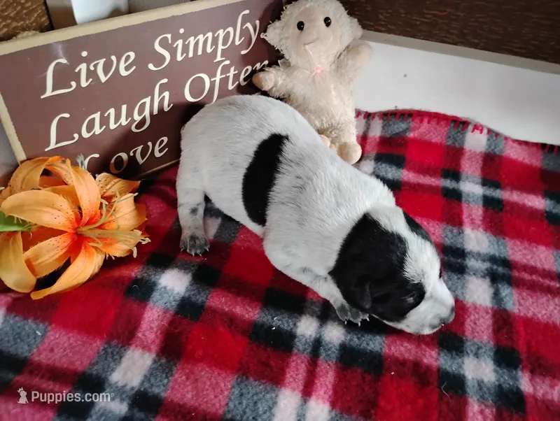 Olivia  – Australian Cattle Dog, German Shorthaired Pointer puppy for sale in Spencerville, IN