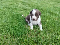 Owen , a male Australian Cattle Dog and German Shorthaired Pointer for sale in Spencerville, IN – 5 of 10
