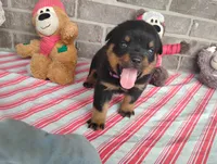 Kassy , a female Rottweiler for sale in Spencerville, IN – 7 of 9