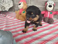 Kassy , a female Rottweiler for sale in Spencerville, IN – 3 of 9