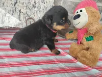 Willow , a female Rottweiler for sale in Spencerville, IN – 5 of 6