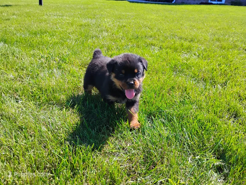Autumn  – Rottweiler puppy for sale in Spencerville, IN