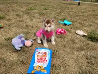 Remy , a male Siberian Husky for sale in Spencerville, IN – 5 of 9