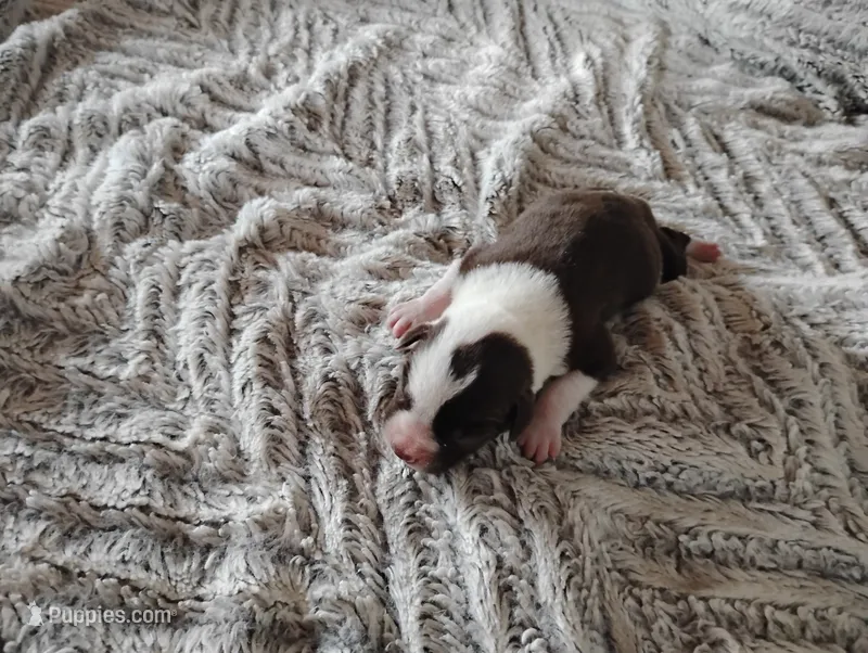 Owen  – Australian Cattle Dog, German Shorthaired Pointer puppy for sale in Spencerville, IN