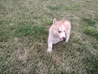 Rose , a female Siberian Husky for sale in Spencerville, IN – 8 of 10