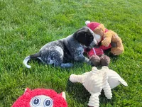 Olivia , a female Australian Cattle Dog and German Shorthaired Pointer for sale in Spencerville, IN – 3 of 10