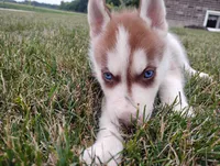 Regi, a male Siberian Husky for sale in Spencerville, IN – 7 of 9