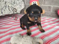 River , a male Rottweiler for sale in Spencerville, IN – 5 of 8