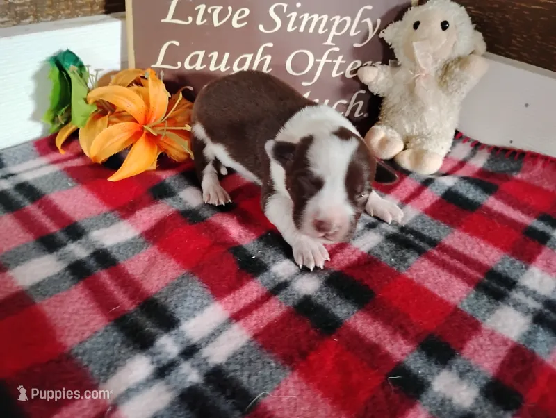 Owen  – Australian Cattle Dog, German Shorthaired Pointer puppy for sale in Spencerville, IN