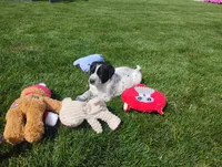 Omery , a male Australian Cattle Dog and German Shorthaired Pointer for sale in Spencerville, IN – 6 of 10