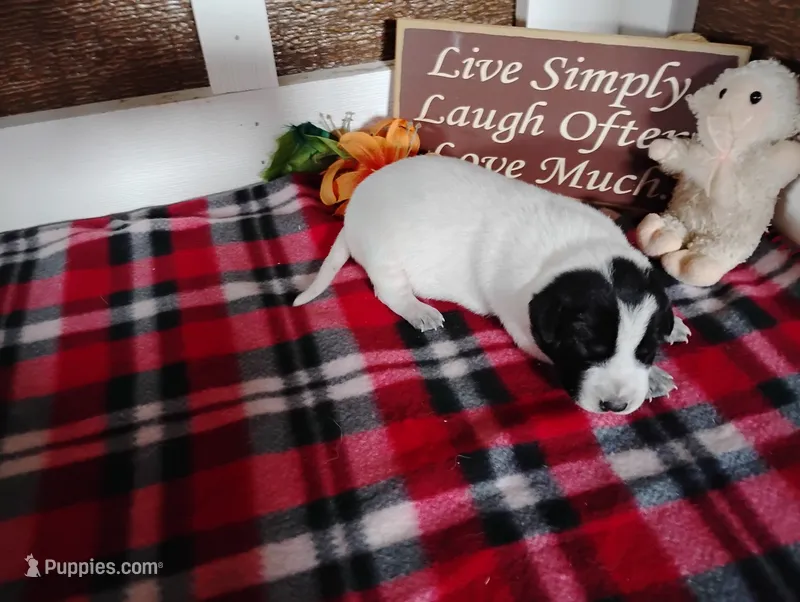 Omery  – Australian Cattle Dog, German Shorthaired Pointer puppy for sale in Spencerville, IN