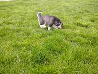 Avery , a female Siberian Husky for sale in Spencerville, IN – 5 of 6