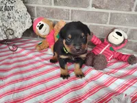 Ninja , a male Rottweiler for sale in Spencerville, IN – 4 of 6