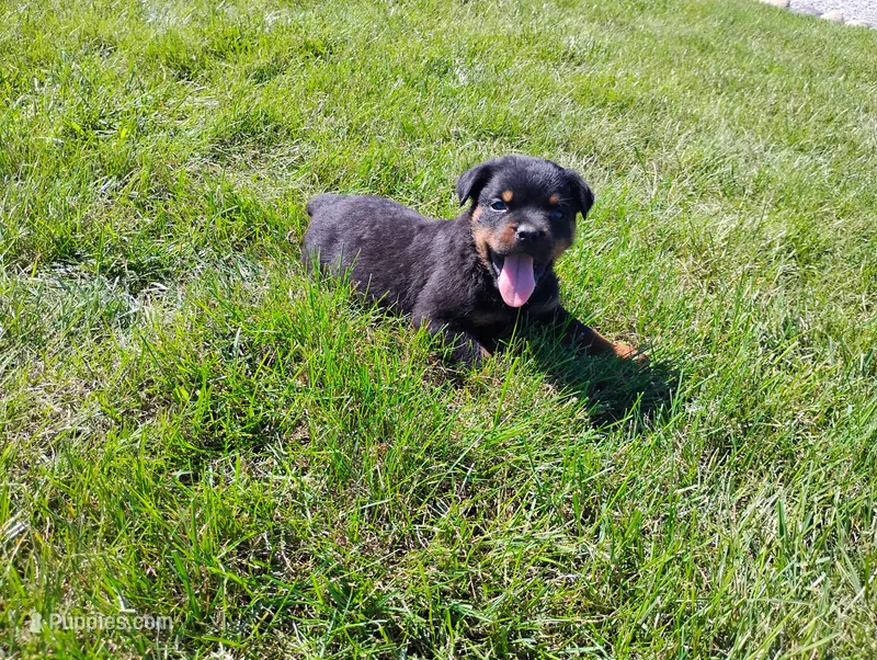 Tabby  – Rottweiler puppy for sale in Spencerville, IN