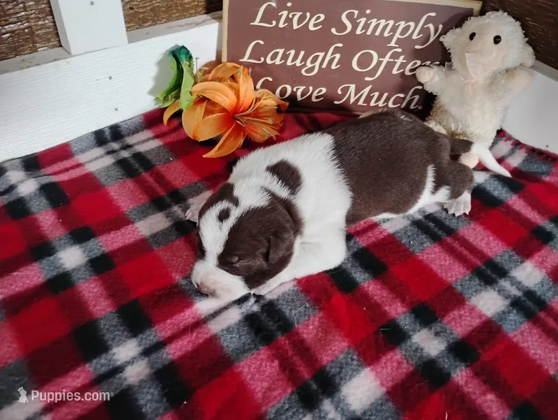 Oakly  – Australian Cattle Dog, German Shorthaired Pointer puppy for sale in Spencerville, IN
