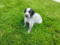 Olivia , a female Australian Cattle Dog and German Shorthaired Pointer for sale in Spencerville, IN – 5 of 10