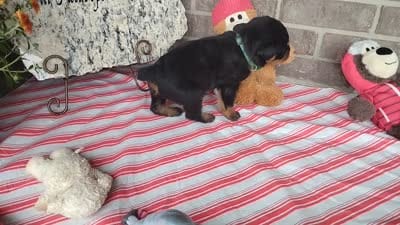 River , a male Rottweiler for sale in Spencerville, IN – 8 of 8