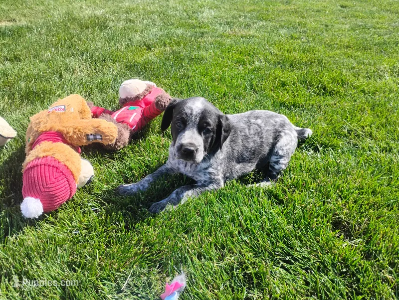 Olivia  – Australian Cattle Dog, German Shorthaired Pointer puppy for sale in Spencerville, IN