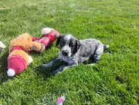 Olivia , a female Australian Cattle Dog and German Shorthaired Pointer for sale in Spencerville, IN – 1 of 10