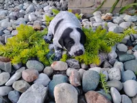 Olivia , a female Australian Cattle Dog and German Shorthaired Pointer for sale in Spencerville, IN – 9 of 10