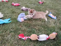 Remy , a male Siberian Husky for sale in Spencerville, IN – 7 of 9