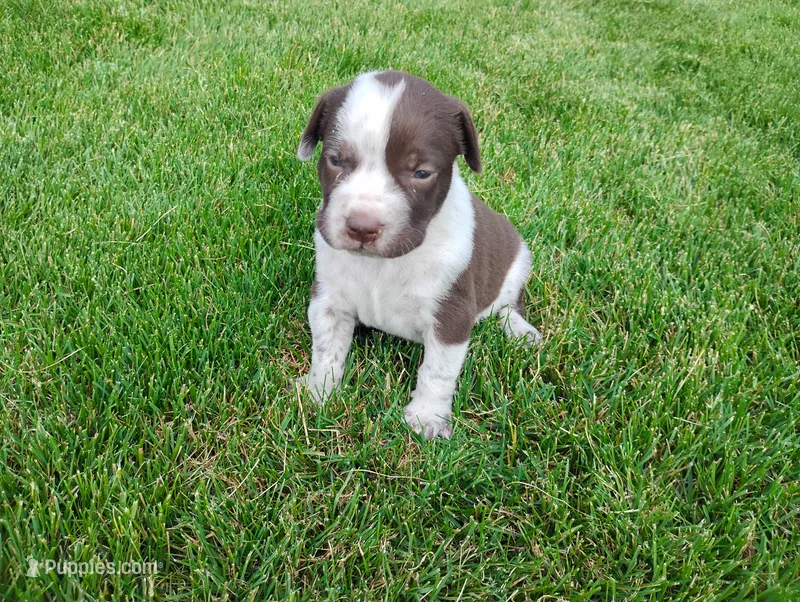 Owen  – Australian Cattle Dog, German Shorthaired Pointer puppy for sale in Spencerville, IN
