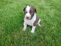 Owen , a male Australian Cattle Dog and German Shorthaired Pointer for sale in Spencerville, IN – 3 of 10