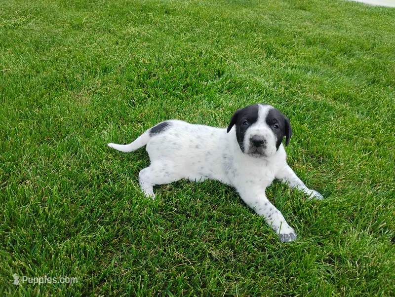 Omery  – Australian Cattle Dog, German Shorthaired Pointer puppy for sale in Spencerville, IN
