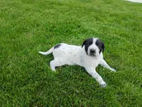 Omery , a male Australian Cattle Dog and German Shorthaired Pointer for sale in Spencerville, IN – 7 of 10