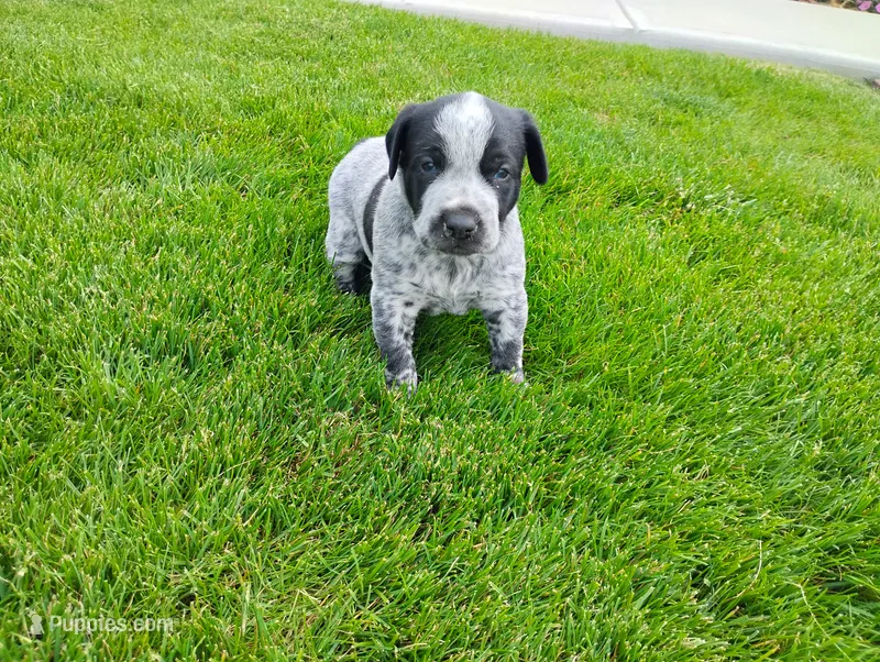 Olivia  – Australian Cattle Dog, German Shorthaired Pointer puppy for sale in Spencerville, IN