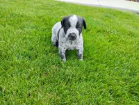 Olivia , a female Australian Cattle Dog and German Shorthaired Pointer for sale in Spencerville, IN – 4 of 10