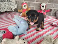 Autumn , a female Rottweiler for sale in Spencerville, IN – 1 of 8