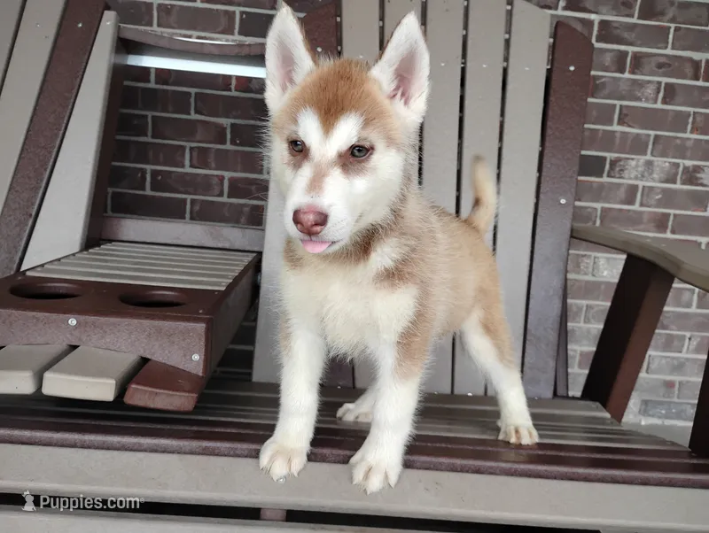 Remy  – Siberian Husky puppy for sale in Spencerville, IN