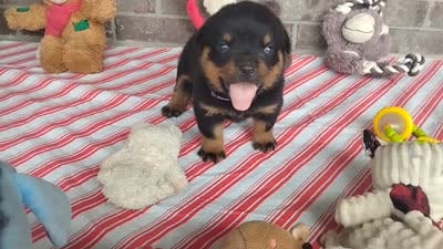 Kassy , a female Rottweiler for sale in Spencerville, IN – 9 of 9