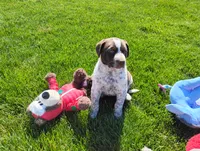 Oakly , a female Australian Cattle Dog and German Shorthaired Pointer for sale in Spencerville, IN – 6 of 10