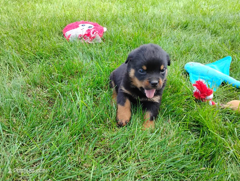 Kassy  – Rottweiler puppy for sale in Spencerville, IN