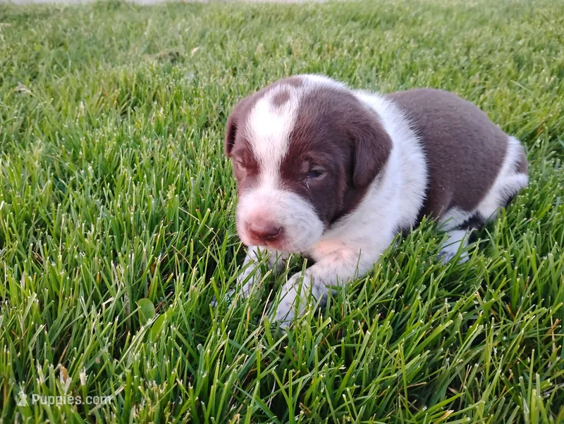 Oakly  – Australian Cattle Dog, German Shorthaired Pointer puppy for sale in Spencerville, IN