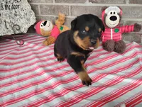 Choppy , a male Rottweiler for sale in Spencerville, IN – 3 of 6