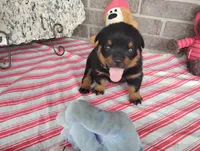 Kassy , a female Rottweiler for sale in Spencerville, IN – 6 of 9