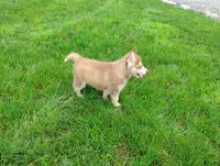 Nash , a male Siberian Husky for sale in Spencerville, IN – 4 of 8